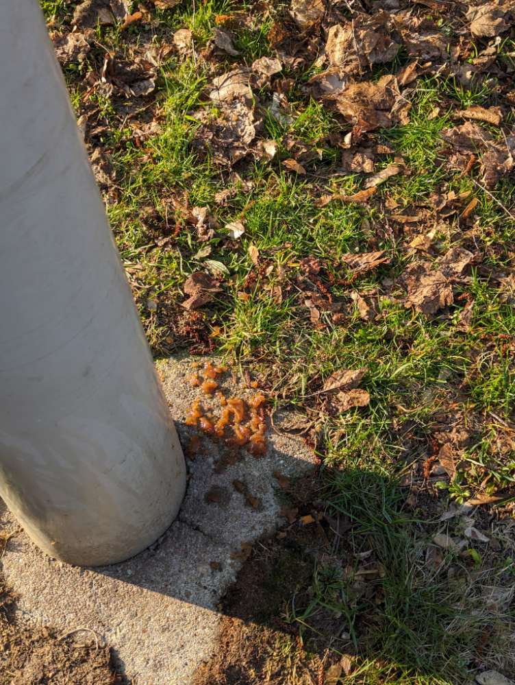 Giftköder-Evtl. Giftköder Freiberg-Profilbild