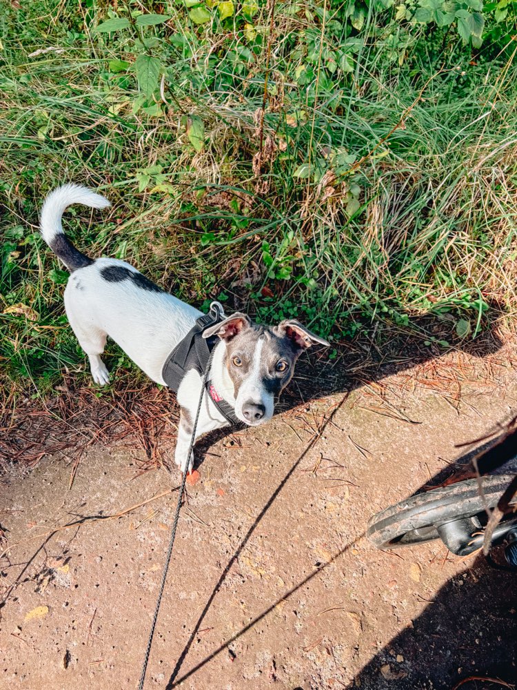 Hundetreffen-Hundekumpel gesucht-Profilbild