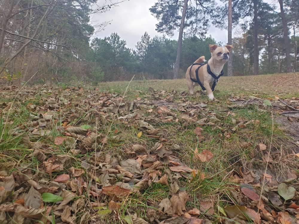 Hundetreffen-Spielen & Gassi im/um Monbijoupark Mitte-Profilbild
