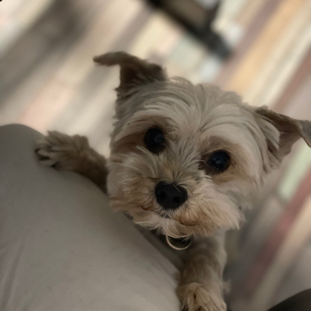 Hundetreffen-Suche nach einem ruhigen, gut sozialisierten Hund, um kontrollierte Begegnungen zu üben-Profilbild