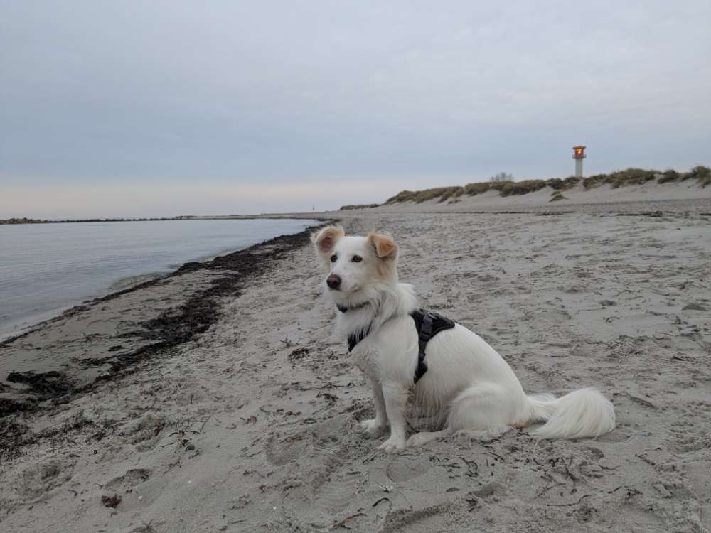 Hundetreffen-Trainingsspaziergänge (Social Walk)-Profilbild