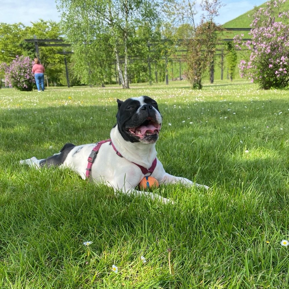 Hundetreffen-Social Walk im Nordsternpark-Profilbild