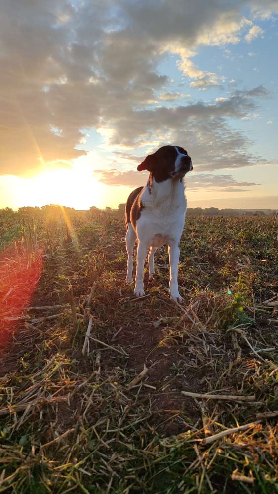 Hundetreffen-Entspannte Hundekontakte gesucht!-Profilbild