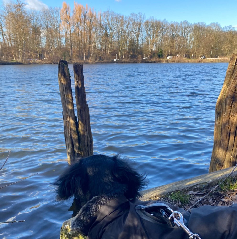 Hundetreffen-Gassi/Spiel Treffen-Profilbild