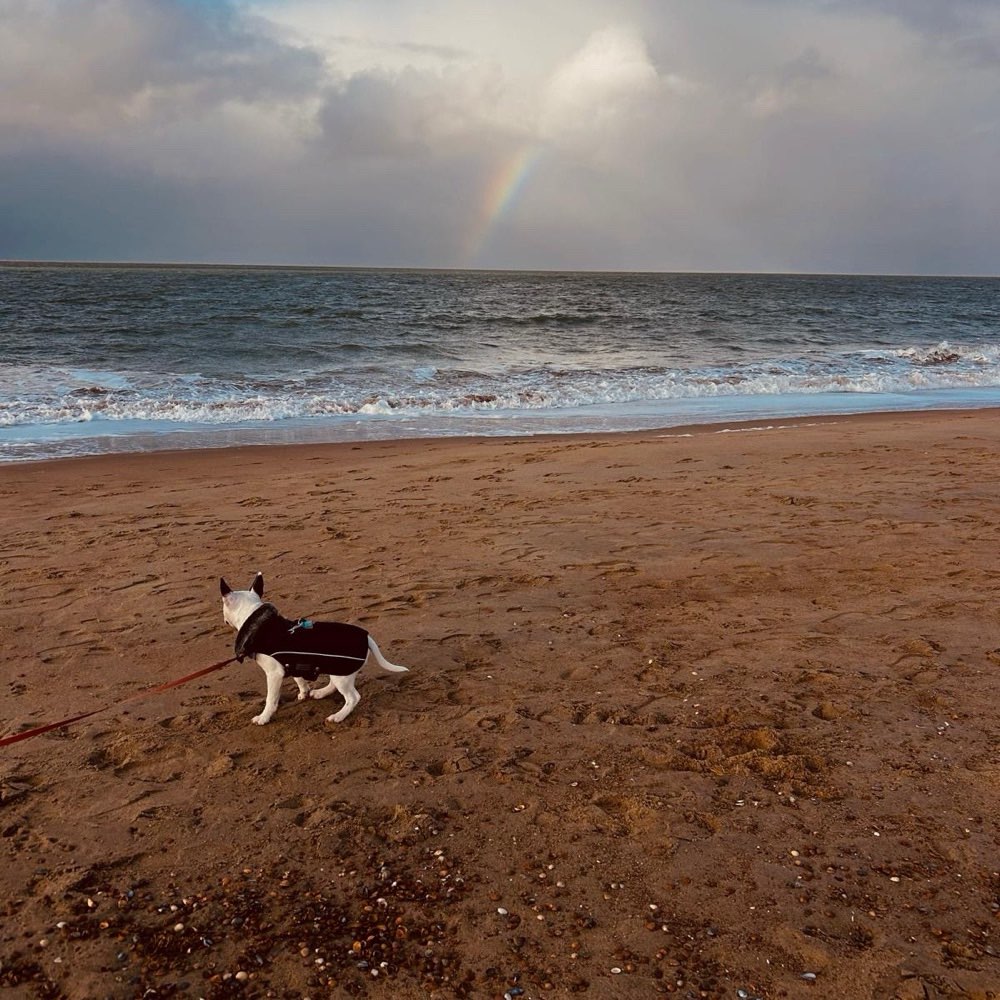 Hundetreffen-Gassirunden und/oder Spieletreffen-Profilbild