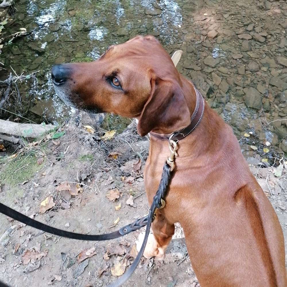 Hundetreffen-Kennenlern-Profilbild