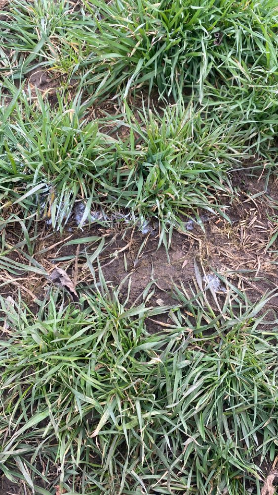 Giftköder-Vermutlich Giftköder-Profilbild