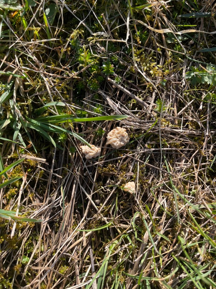 Giftköder-Weiße Stückchen !!!-Profilbild