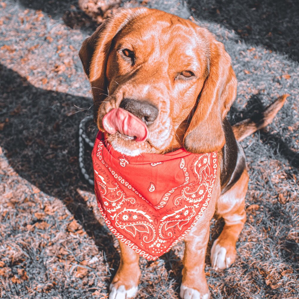 Hundetreffen-Zusammen Gassi gehen, neuer Hundekontakt-Profilbild