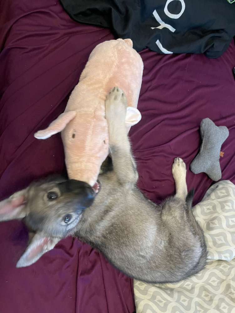 Hundetreffen-Welpen/ Junghunde Treff Bückeburg-Profilbild