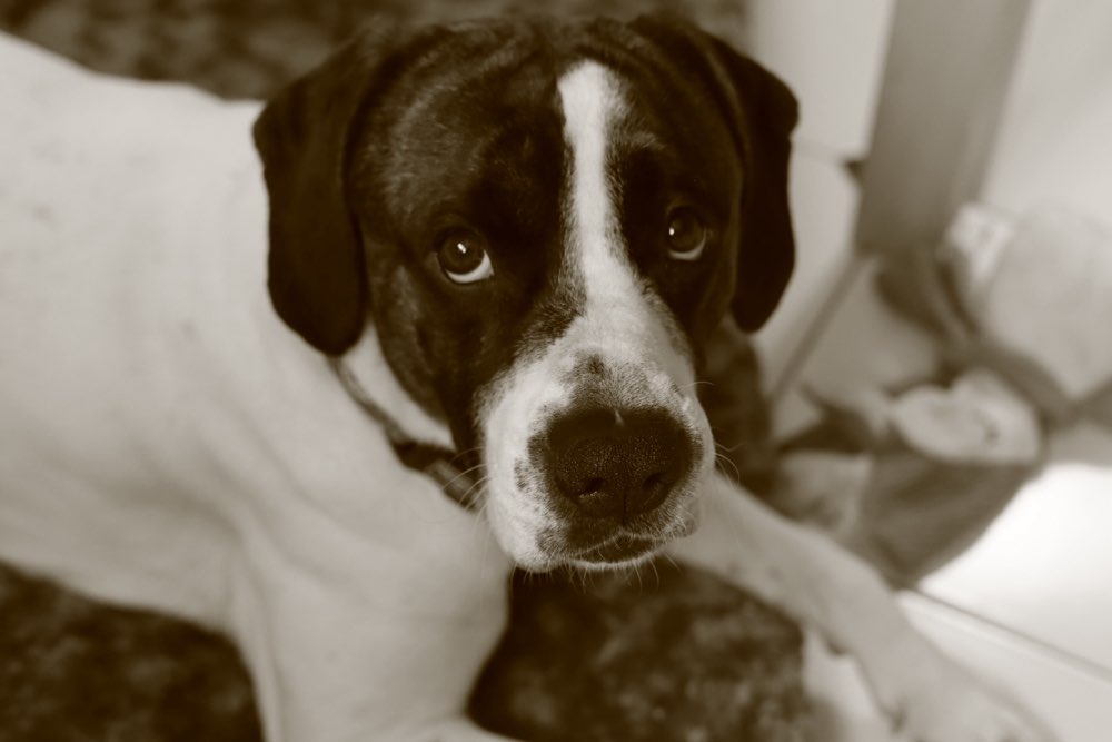 Hundetreffen-Hundekontakte für gemeinsame Spaziergänge☺️-Profilbild