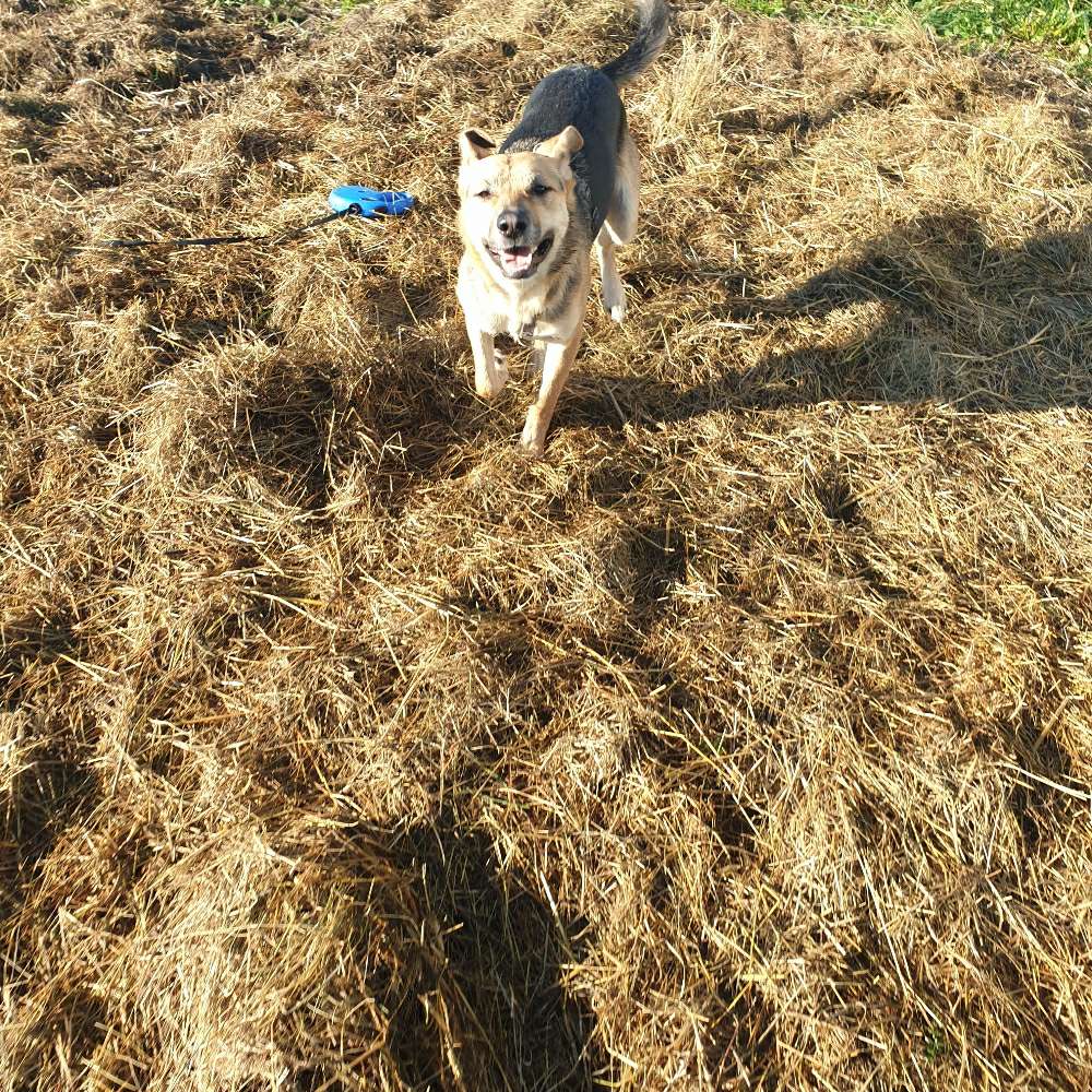Hundetreffen-Gemeinsam gassi gehen 🚶 🐶🐕-Profilbild