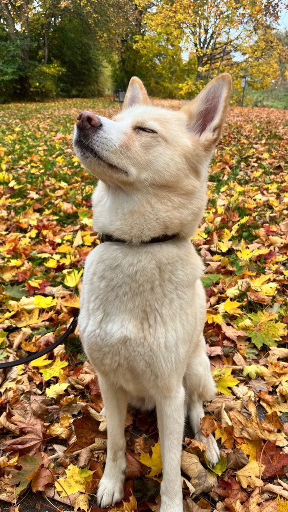 Hundetreffen-Zusammen Gassi gehen-Profilbild