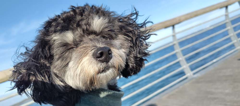 Hundetreffen-Lucy sucht kleine Hunde  zum spielen-Profilbild