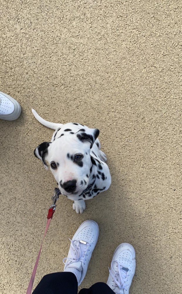 Hundetreffen-Welpentreffen zum Spielen-Profilbild