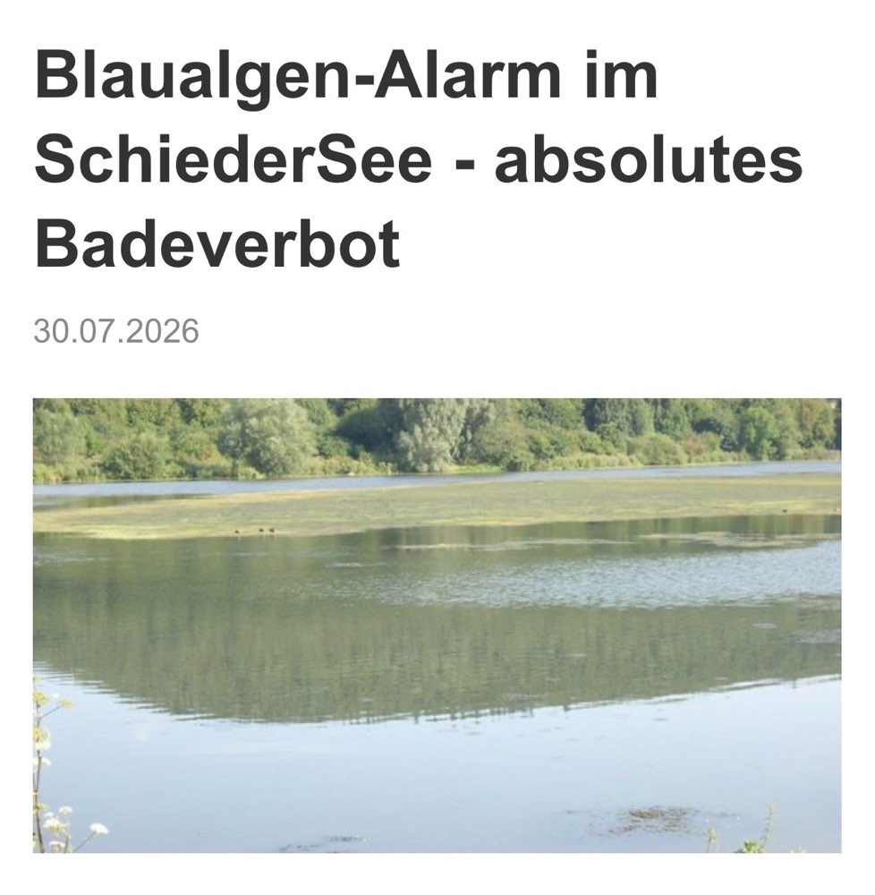 Giftköder-Blaualgen im Schieder See-Profilbild