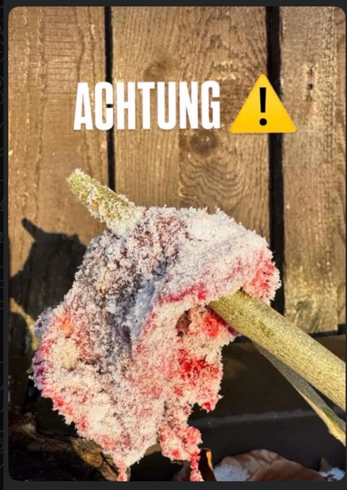 Giftköder-Giftköder-Profilbild