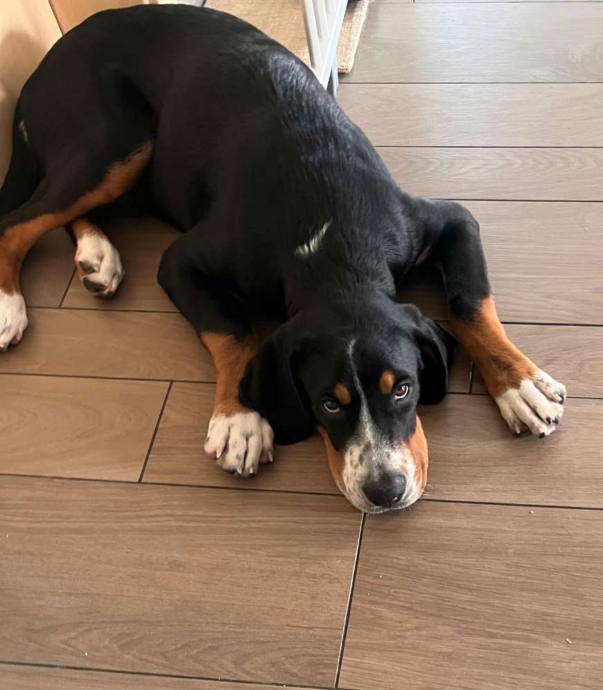 Hundetreffen-Spazieren, sozialisieren und Spielen-Profilbild