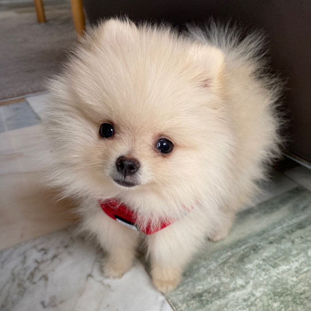 Hundetreffen-Klein Hund Treffen Köln-Profilbild