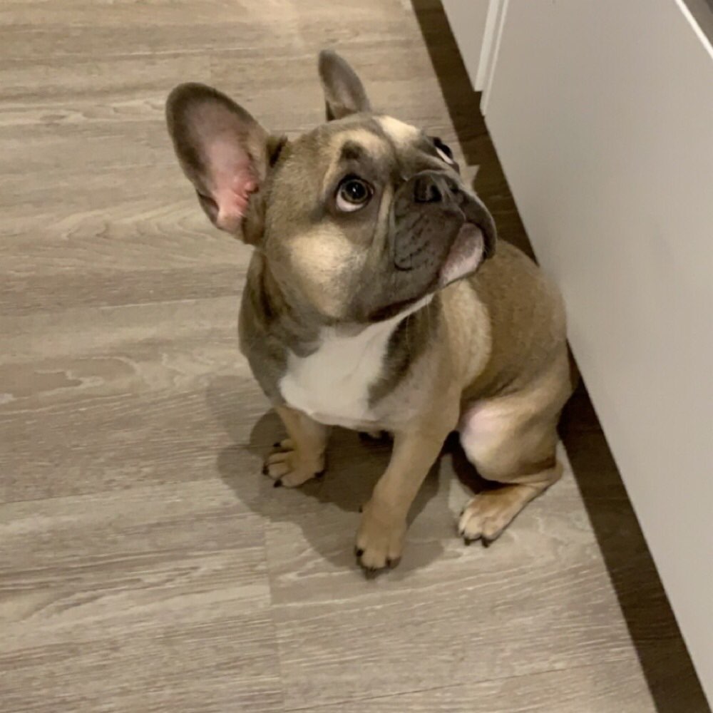 Hundetreffen-Spielen, spazieren gehen, toben-Profilbild