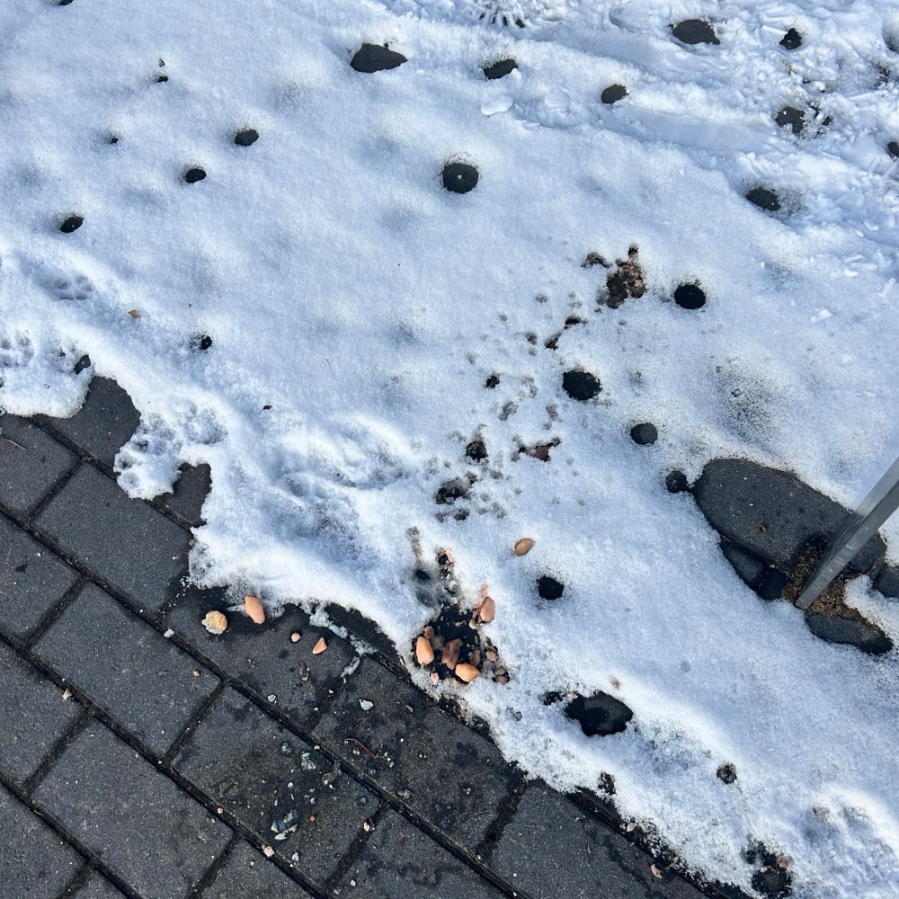 Giftköder-Achtung Rohes Hähnchenfleisch mit Gift-Profilbild