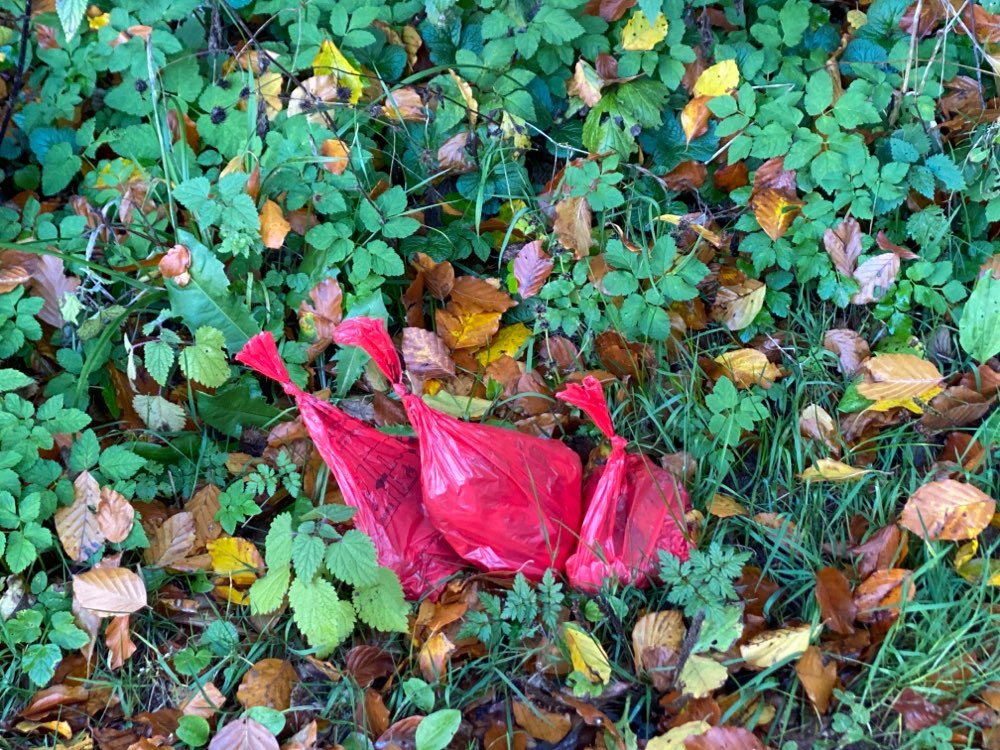 Giftköder-Ausgelegte Schinkenstücke-Profilbild