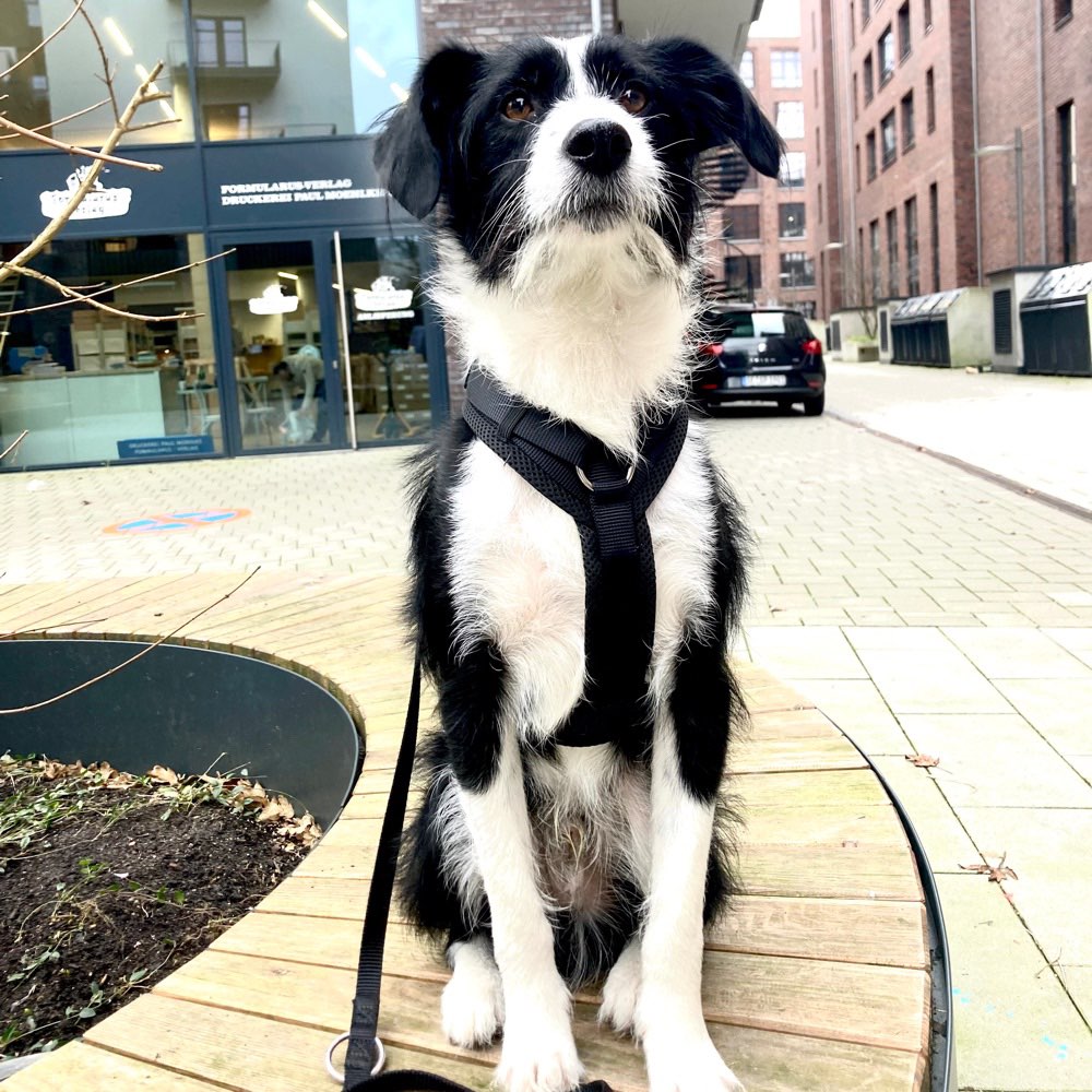 Hundetreffen-Social Walk-Profilbild