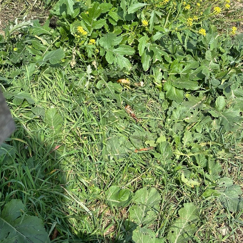 Giftköder-Hähnchenknochen-Profilbild