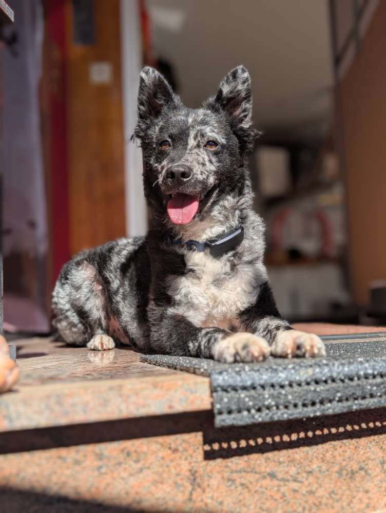 Hundetreffen-Suche höflichen, verspielten Trainingspartner für unseren Schisser-Profilbild