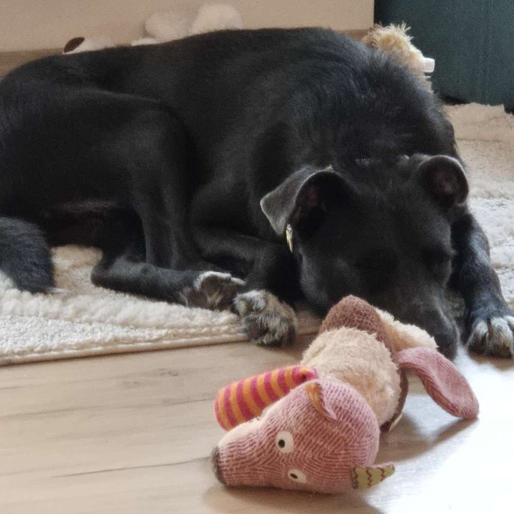Hundetreffen-Capper (Shelterhund) sucht weitere Fellnasen für große Spaziergänge-Profilbild