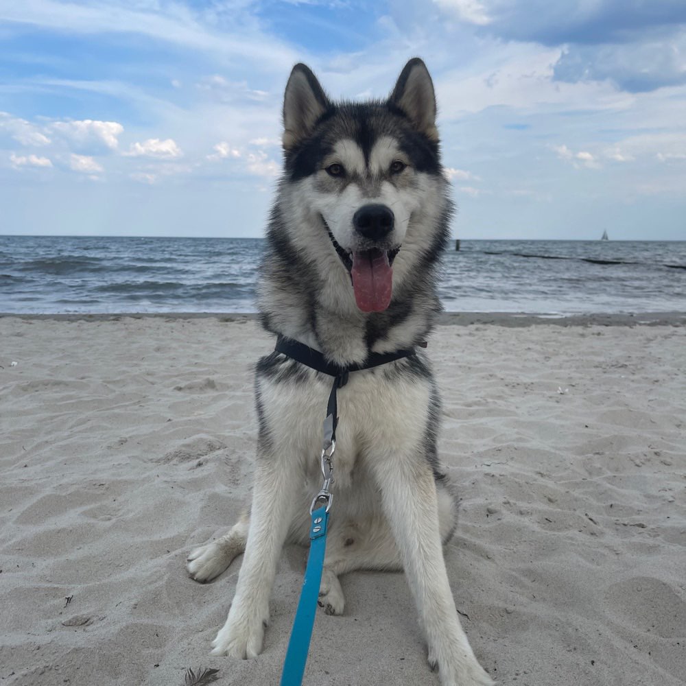 Hundetreffen-ALLES FÜR DEN DACKEL☝🏼Gassi oder gemeinsames Training-Profilbild