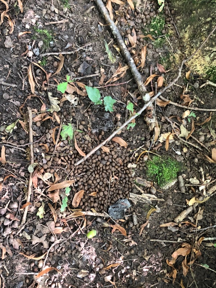 Giftköder-Verteiltes Tierfutter-Profilbild