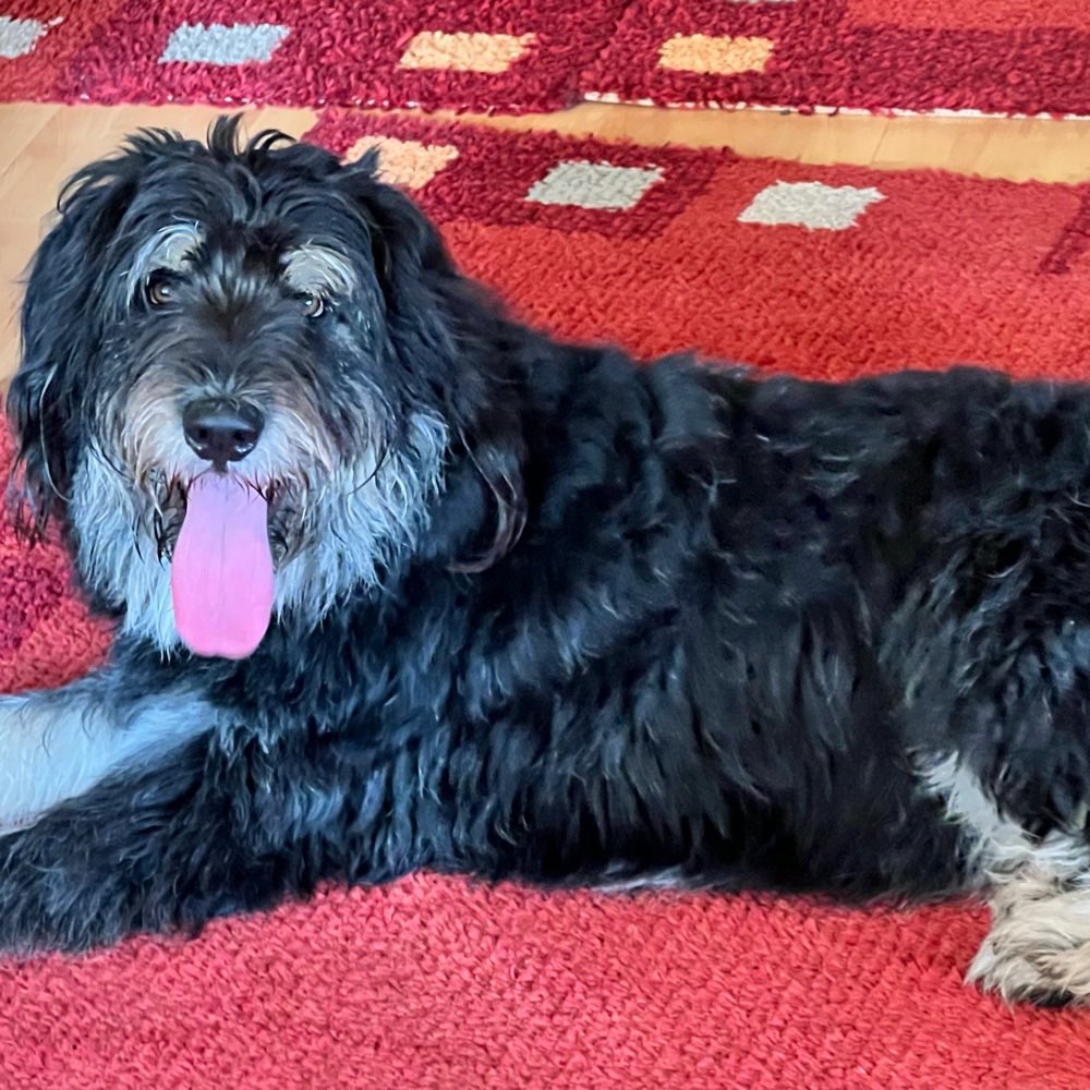 Hundetreffen-Junghunde Treffen-Profilbild