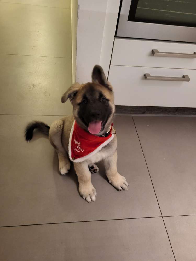 Hundetreffen-Welpentreffen-Profilbild