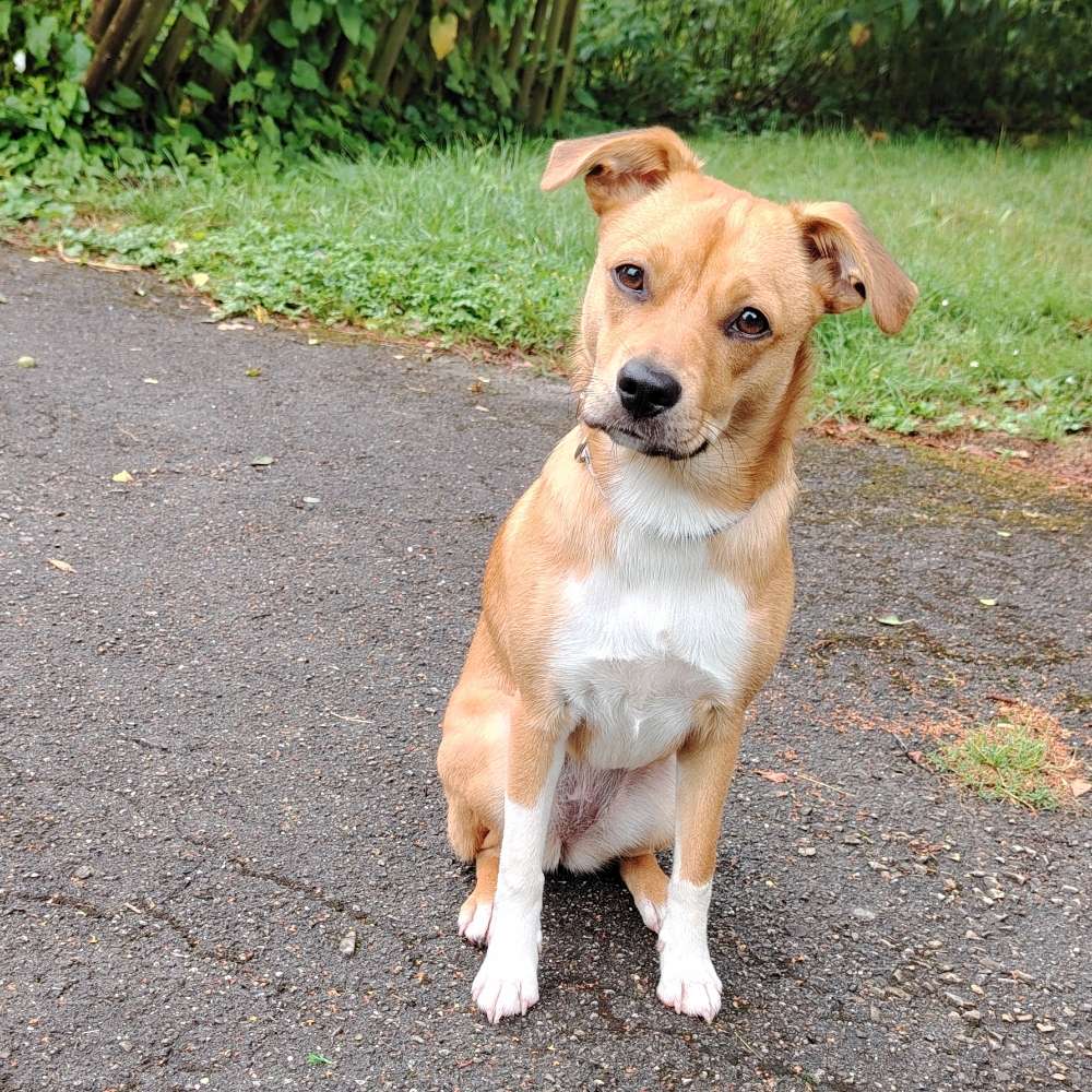 Hundetreffen-Spieltreffen-Profilbild