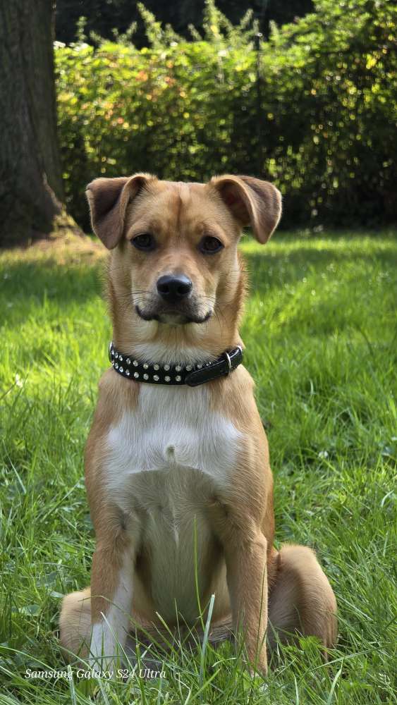 Hundetreffen-Training / spielen-Profilbild