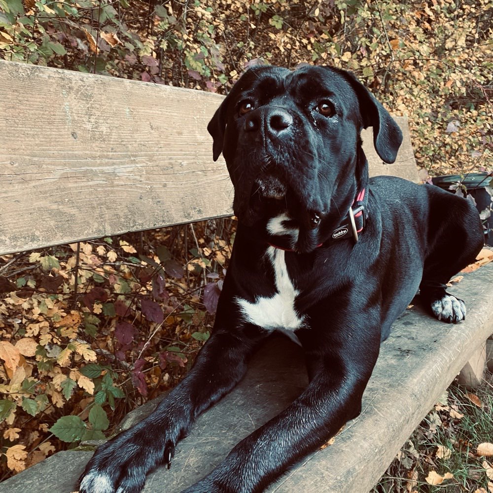 Hundetreffen-Spielrunde 😁-Profilbild