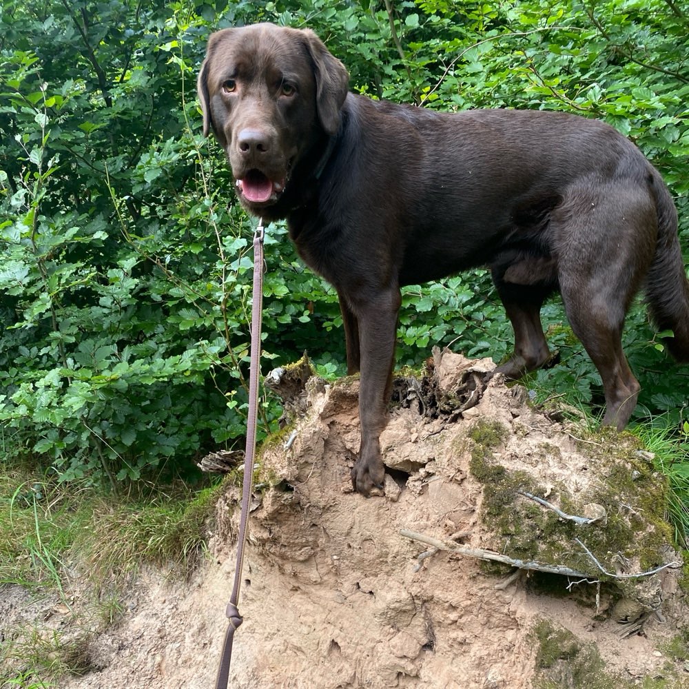 Hundetreffen-Kontaktlose Wanderungen-Profilbild