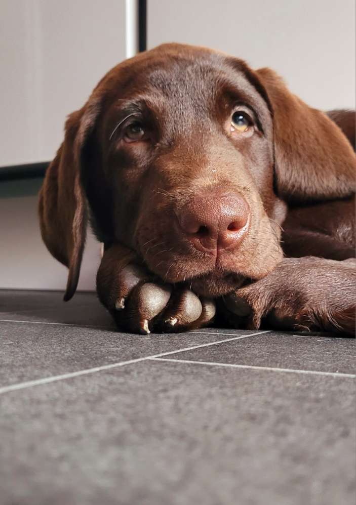 Hundetreffen-Welpentreffen-Profilbild