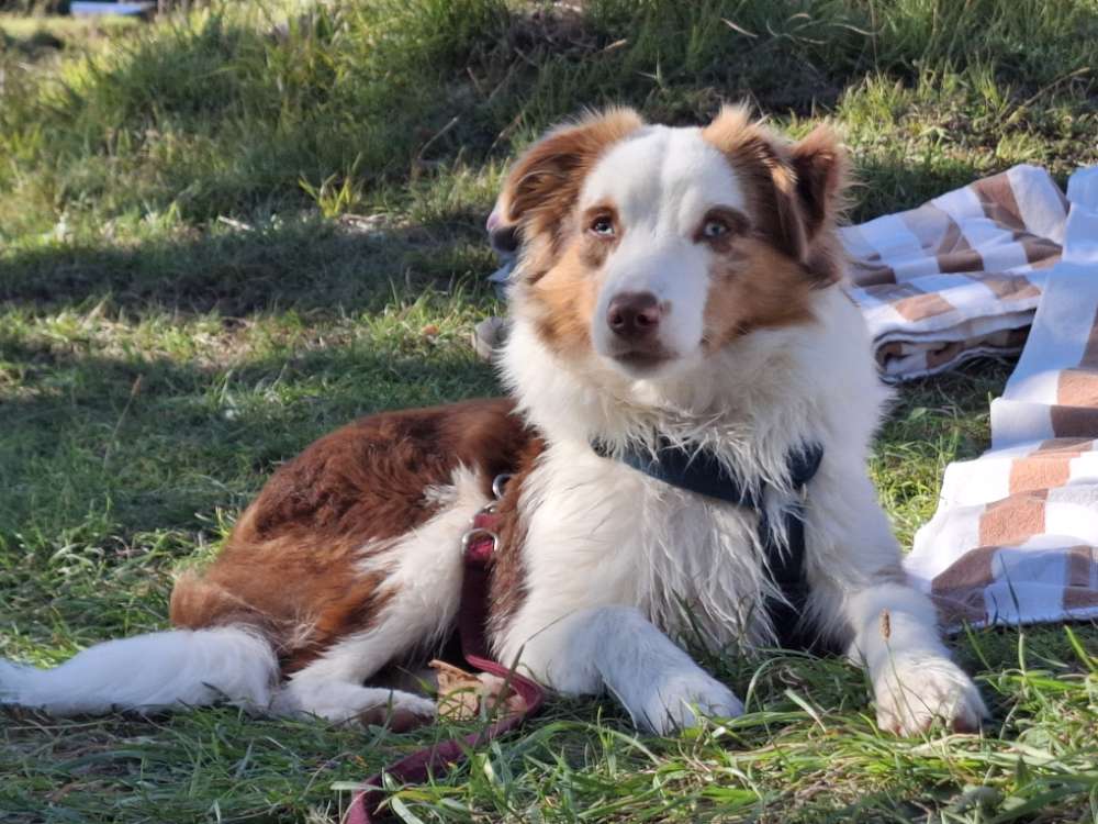 Hundetreffen-Spiel - und Übungspartner gesucht-Profilbild