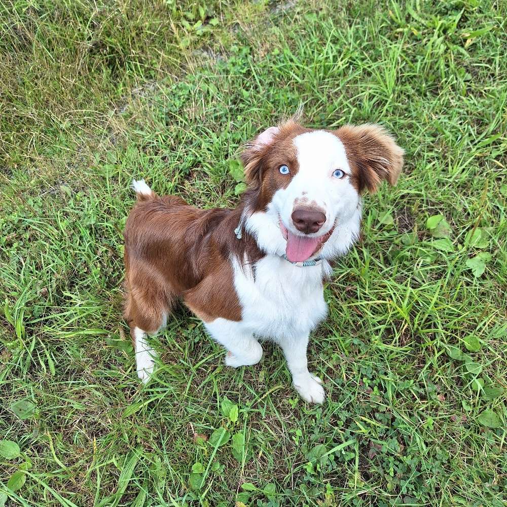 Hundetreffen-Neue Hundefreunde kennenlernen, Spazierrunde😊-Profilbild