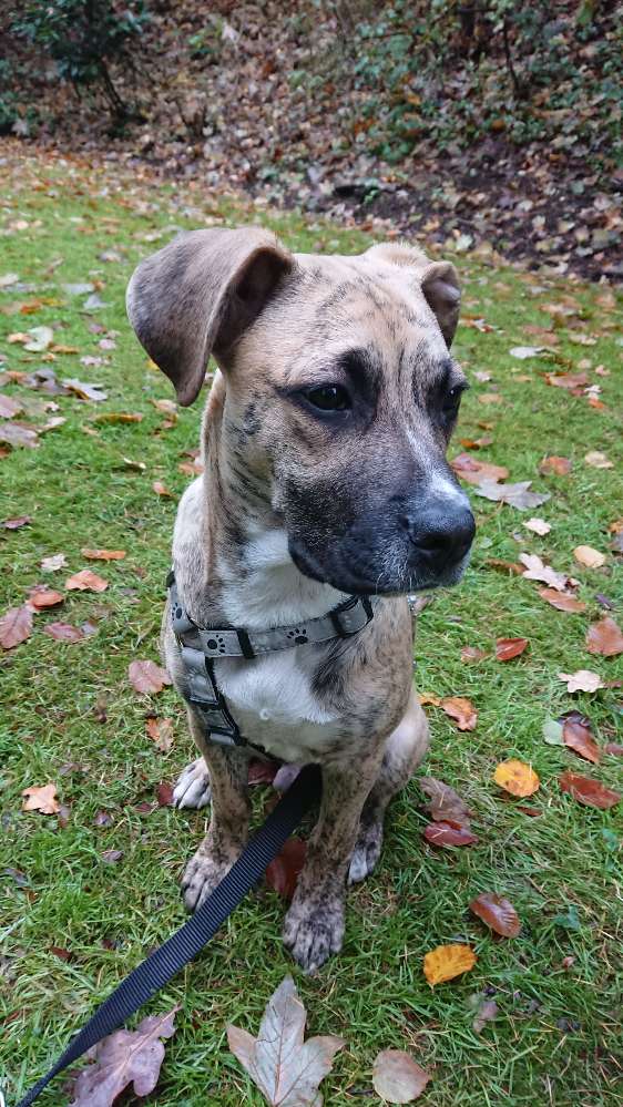 Hundetreffen-Spiel und Gassigeh Treffen in Georgsmarienhütte Ecke Varusturm/ Kasinopark-Profilbild
