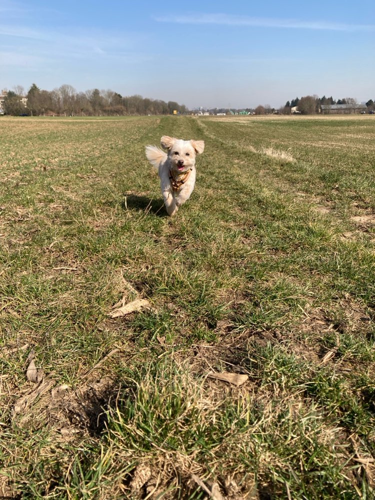 Hundetreffen-Gemeinsames Gassigehen Social Walk-Profilbild