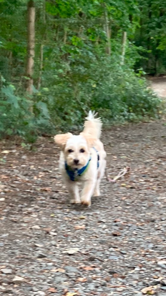 Hundetreffen-Gemeinsame Spaziergänge-Profilbild