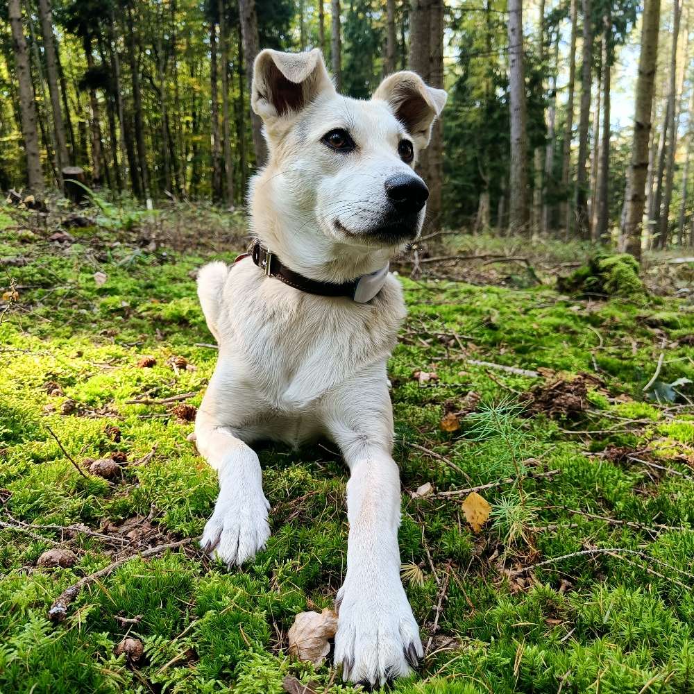 Hundetreffen-Hundefreund/in für gegenseitige Betreuung gesucht-Profilbild