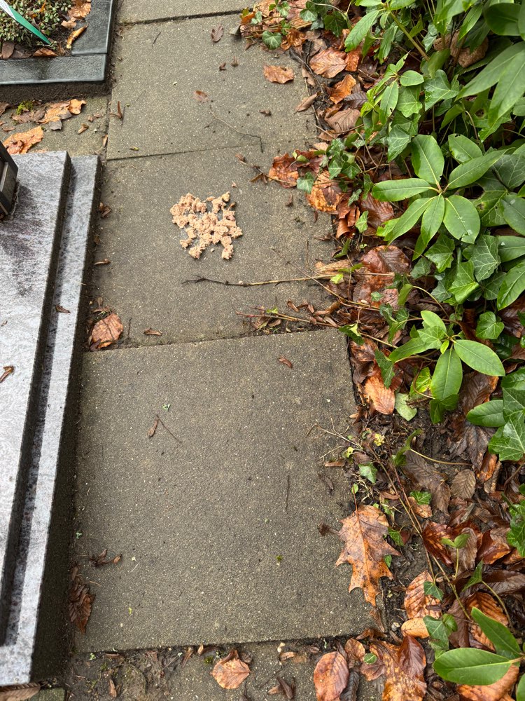 Giftköder-Vermutlich Giftköder-Profilbild