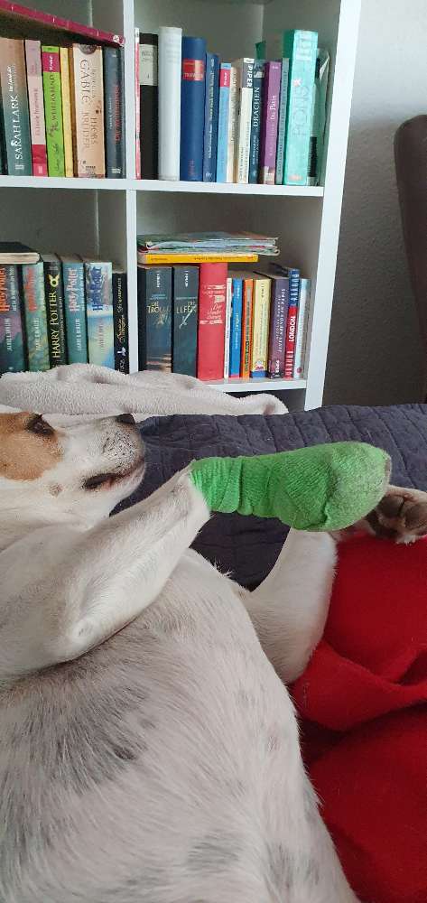 Giftköder-Im Apfelgarten Glasscherben-Profilbild