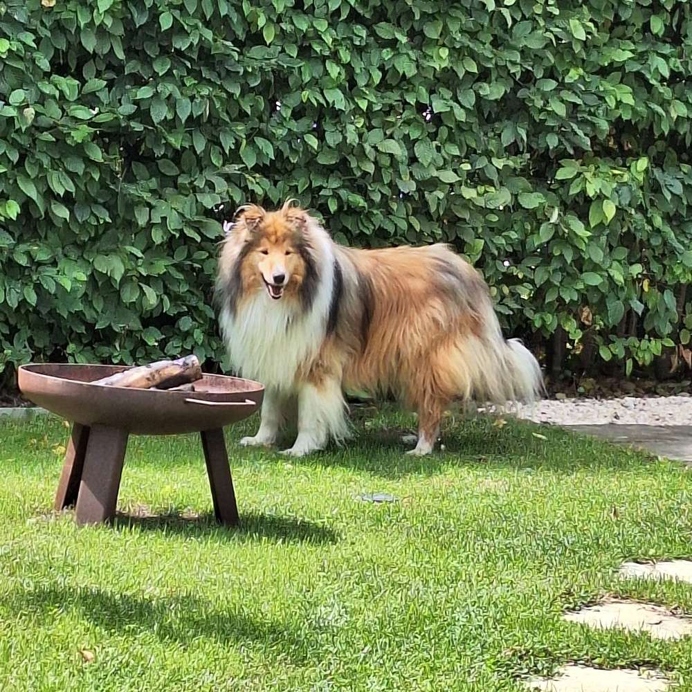 Hundetreffen-Hundetreff in Landsberg am Lech-Profilbild