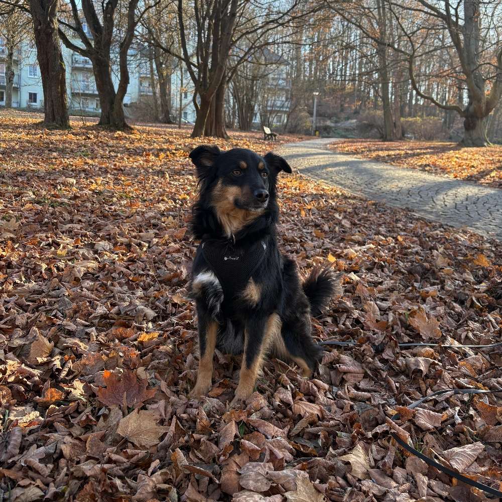 Hundetreffen-Social Walk-Profilbild