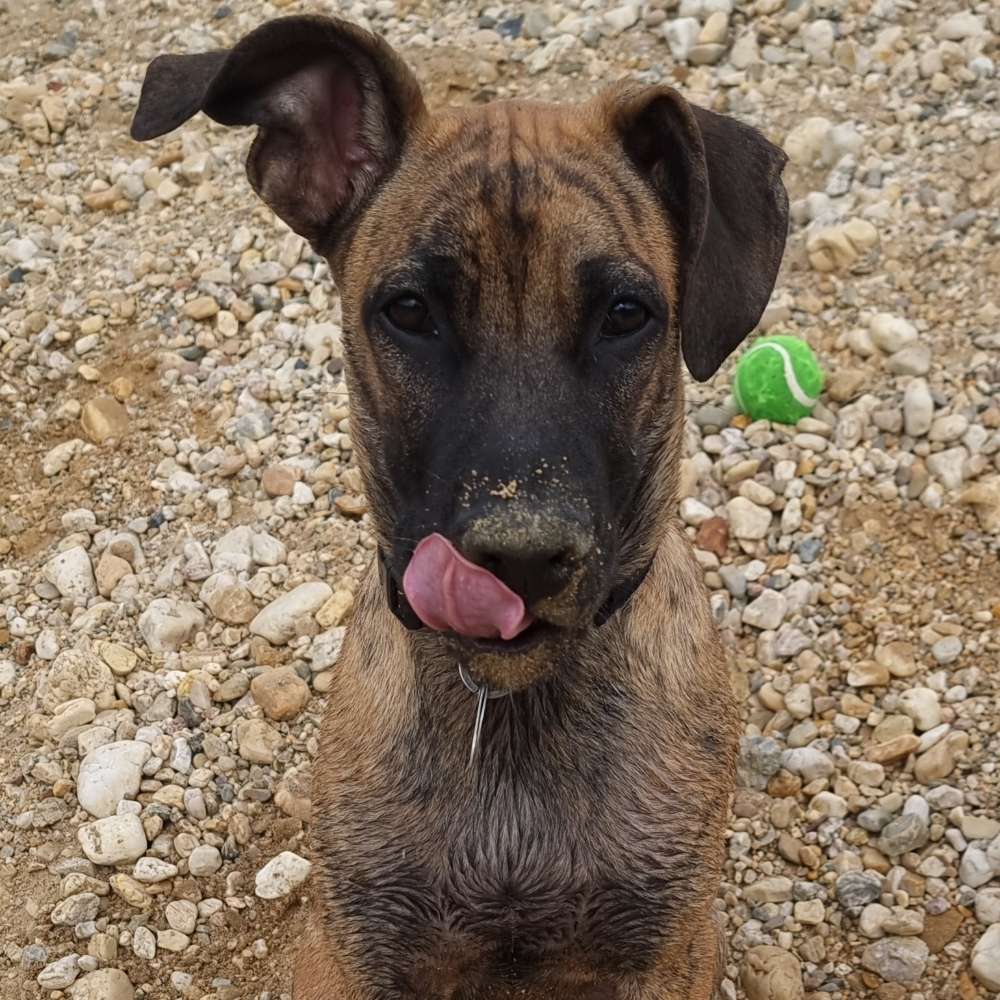 Hundetreffen-Schönauer Lachen-Profilbild